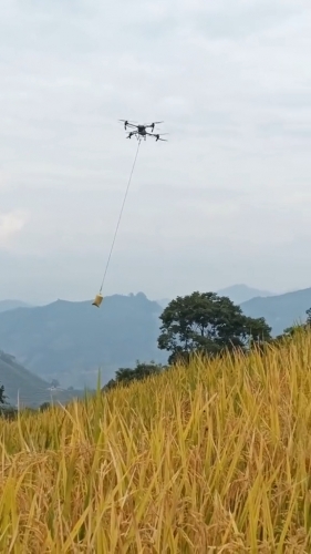 Công nghệ vận chuyển lúa trên nương bằng drone