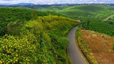 Địa điểm chụp hình hoa dã quỳ cầu Lộc Ngãi - Bảo Lâm, Lâm Đồng