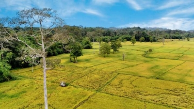 Cánh đồng Tà Lài - Tân Phú, Đồng Nai